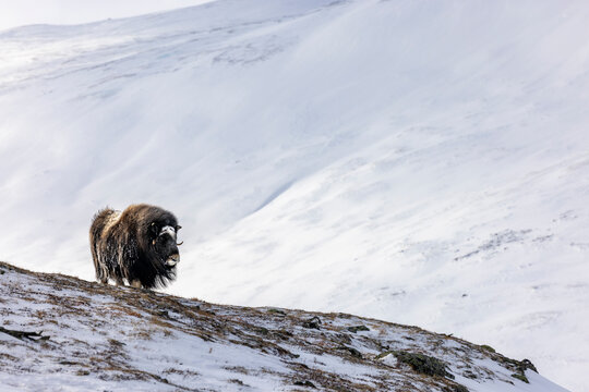 a musk ox stands on a snowy ridge