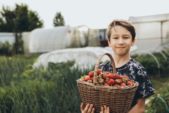 Boy keeps a wicker basket with strawberries in the garden