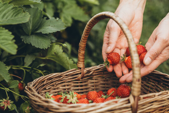 Wicker basket with strawberries next to the strawberry patch