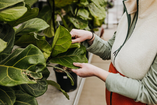 Woman feels the leaves of a fiddle leaf fig at local greenhouse
