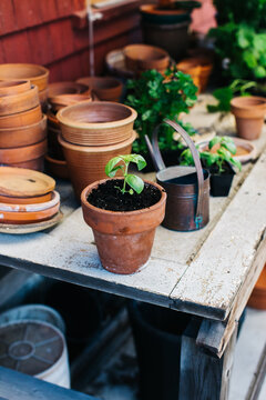 Basil seedling in a small ceramic pot in a potting shed