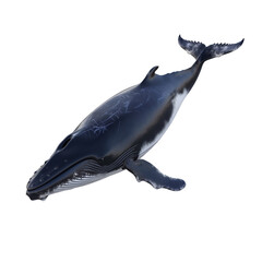Fototapeta premium whale on transparent background
