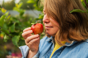 Woman harvesting apples in orchard