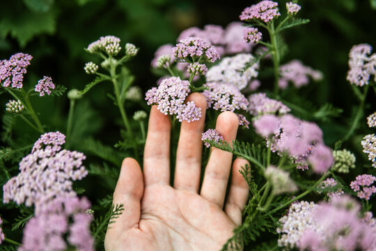 Woman holding wild purple flowers .