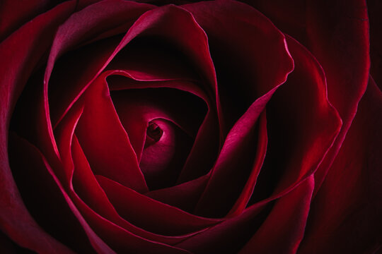 Closeup of blooming rose with vibrant red petals.