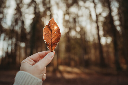 Female hand holding a frozen autumn leaf in the sun in a forest