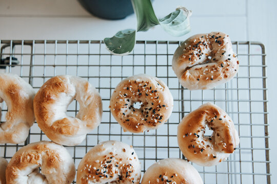 Sourdough bagels on rack, everything or plain