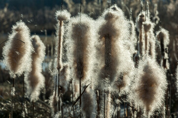 Von der Sonne durchleuchtete Wollknäuel blühender schmalblättriger - oder breitblättriger Rohrkolben verlieren durch leichten Wind ihre Samen