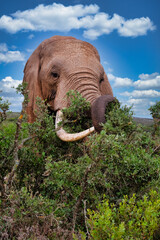 African Elephants in South Africa