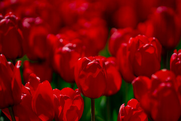 Red Tulips. Amazing bright Crimson Scarlet tulip flowers blooming in the garden at sunny spring...
