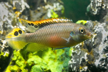 Fototapeta premium Beautiful small aquarium fish underwater.