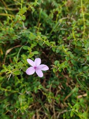Barleria mysorensis
Plant , Flower 