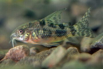 Fototapeta premium Beautiful small aquarium fish underwater.