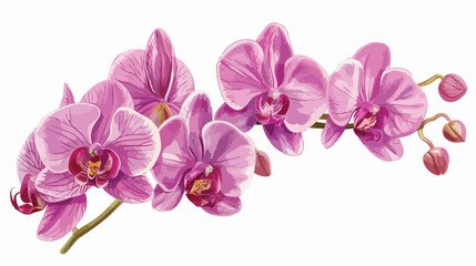 Naklejka na ściany i meble Orchid Artwork. Elegant botanical illustration highli