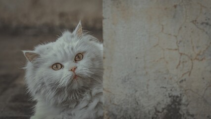 portrait of a persian cat