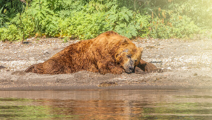 Kamchatka bear sleeps on the shore of the lake