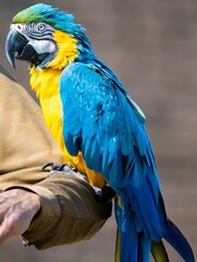 blue and yellow macaw
