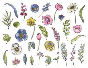 Vector collection of spring flowers, leaves and branches. tulips, anemones and other plants.