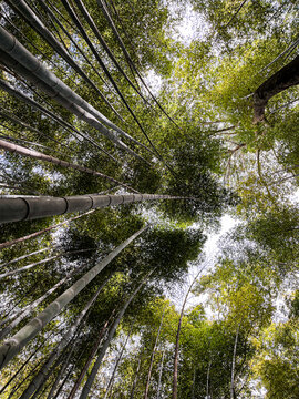 The view of tall bamboo trees in Kyoto in Japan. Lush foliage of these mesmerising trees cover the whole space of the picture. Ideal for copy space and wallpaper. Autumn coloured trees.