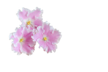 Fresh pink Saintpaulia flowers on a white background, design element.