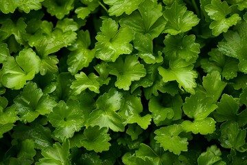 Close up of green coriander leaves for background and texture