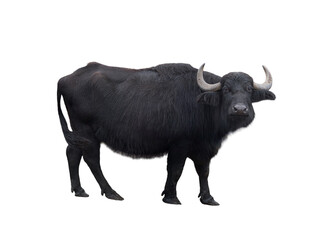 Carpathian buffalo isolated on a white - 770399025