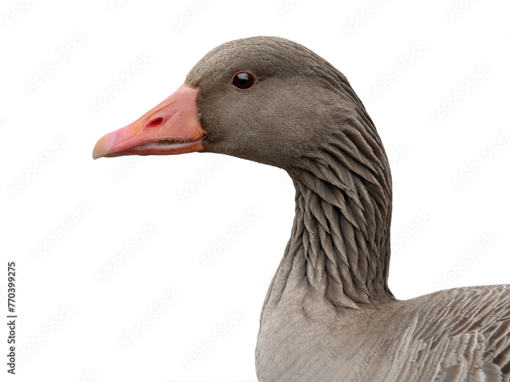 Poster portrait wild gray goose isolated on white background