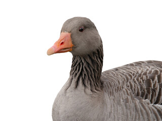 portrait wild gray goose isolated on white background - 770399429