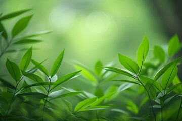 Close up of green leaf on blurred greenery background with copy space