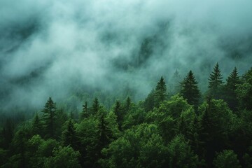 Foggy forest in the mountains,  Mountain landscape with fog