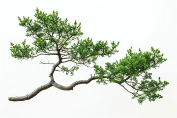 Pine tree isolated on white background