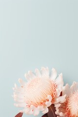 Close-up of one white flower on light blue background.