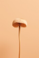 One mushroom on cream background. Close up image.