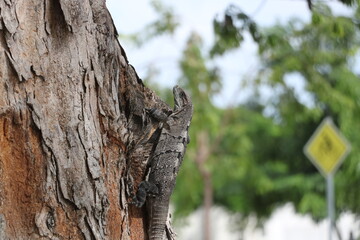 イグアナ　メキシコ　コスメル