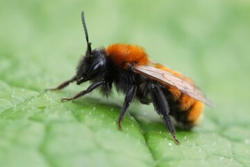 Colorful closeup on a female Tawny mining bee, Andrena fulva on a green leaf