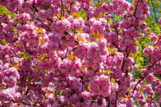 Sakura, pink cherry blossom on blue sky background. Sakura pink flowers on sunny backdrop. Spring background with a branch of blooming sakura. Sakura spring blossom background. Spring time.