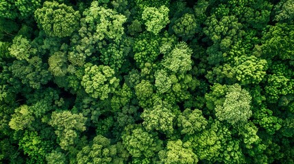 Protecting Earth: Aerial View of Lush Green Forest - obrazy, fototapety, plakaty