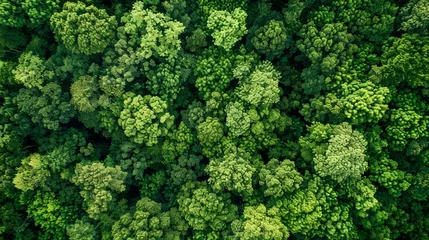 Poster Protecting Earth: Aerial View of Lush Green Forest © Cyprien Fonseca