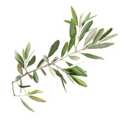 Olive tree branch with green leaves isolated on transparent background 