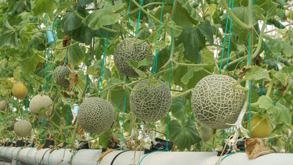 A lot of Fujisawa Melon with a pale green. organic cantaloupe melon or japan melon ready to...