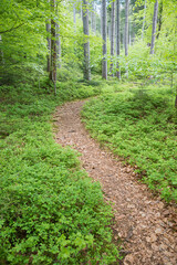 forest scenery at springtime, with winding path and blueberry shrubs, vertical