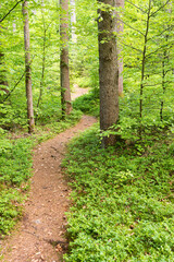 forest scenery at springtime, with winding path and blueberry shrubs