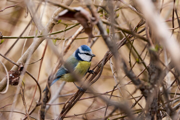 (Cyanistes caeruleus, syn. Parus caeruleus) on a tree branch.