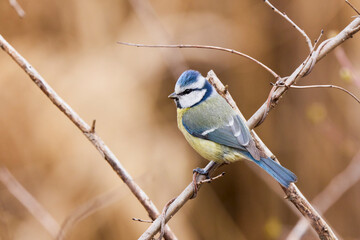 (Cyanistes caeruleus, syn. Parus caeruleus) on a tree branch.