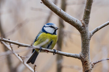 (Cyanistes caeruleus, syn. Parus caeruleus) on a tree branch.