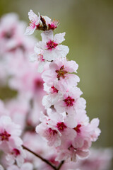 the beautiful cherry blossom branch in the spring.