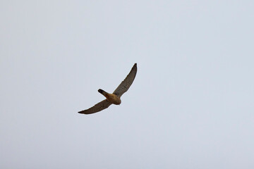 (Falco tinnunculus) in flight in the sky.