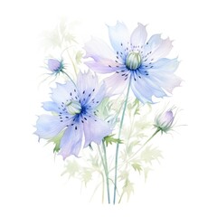 Love-in-a-mist flower watercolor illustration. Floral blooming blossom painting on white background