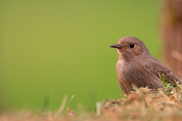 Female Common redstart in the forest.