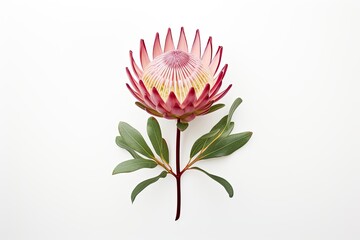 protea bouquet flower pink flower on white background, in the style of 32k uhd, indigenous motifs, native australian motifs